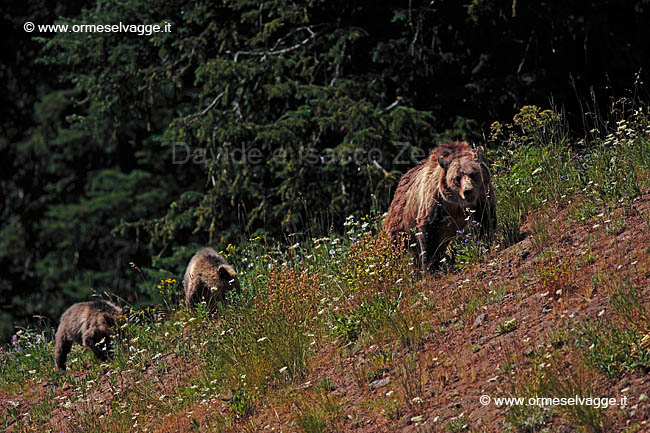 164 Grizzly e cuccioli IMG 0233 (2)